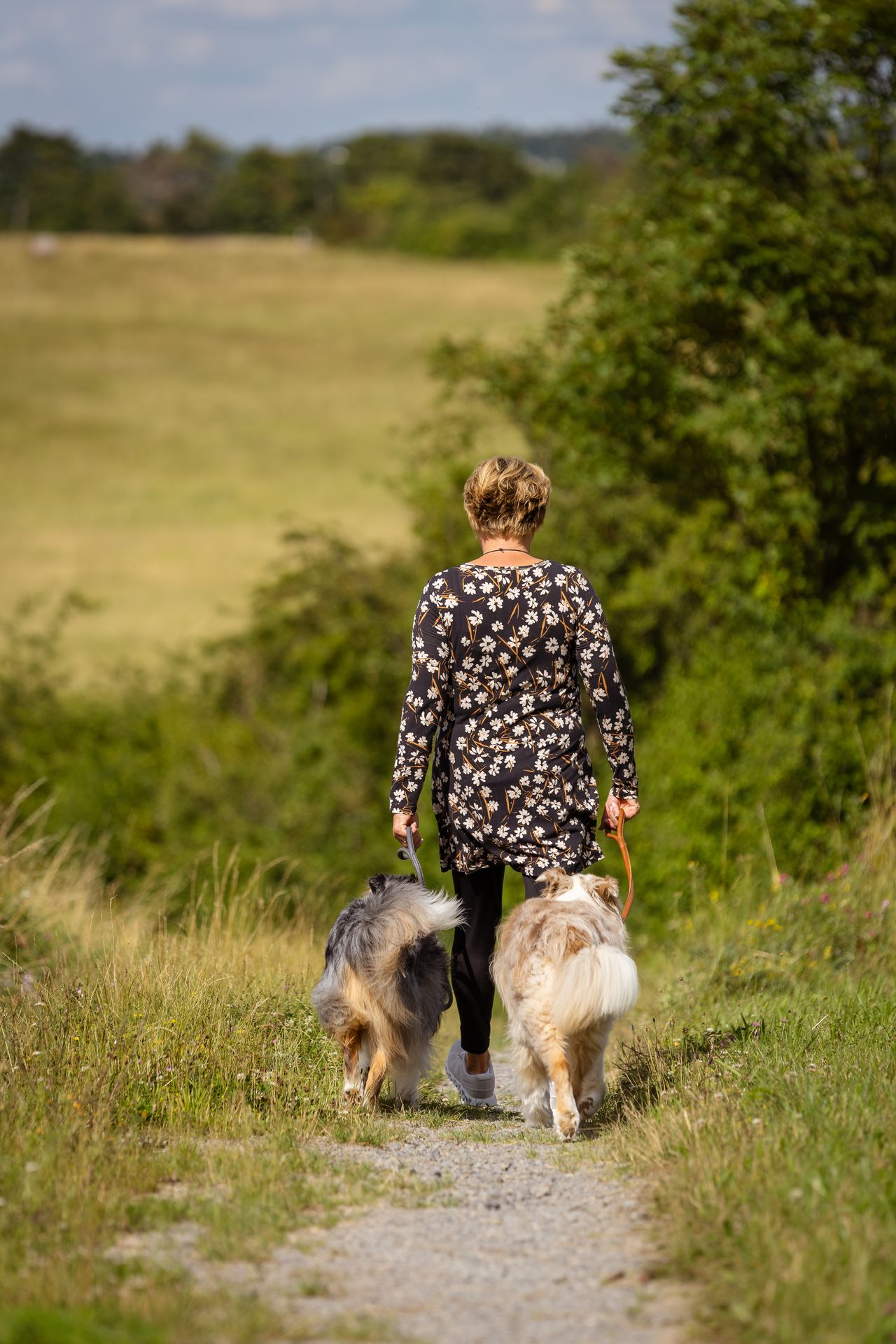 hunde-spaziergang-von-hinten